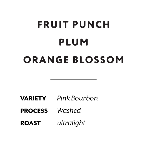 Colombia El Placer Pink Bourbon