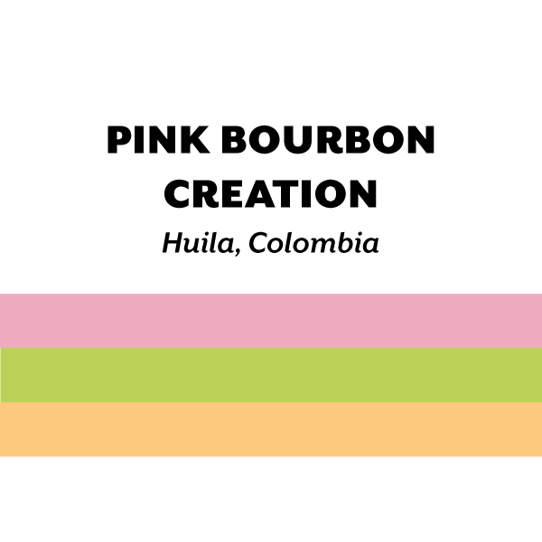 Colombia Pink Bourbon Creation