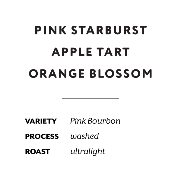 Colombia Pink Bourbon Creation