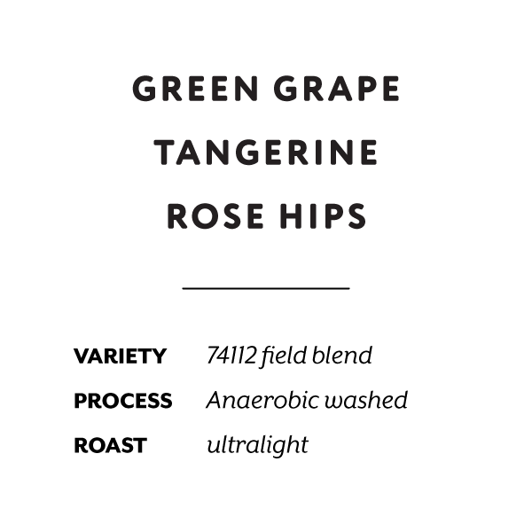 Ethiopia Rumudamo washed